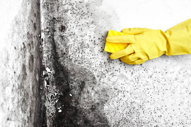 Environmental Consulting for Mold Prevention in Franklinville, NJ